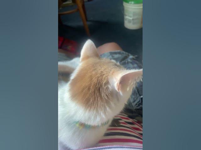 Video thumbnail for My. Beautiful cat