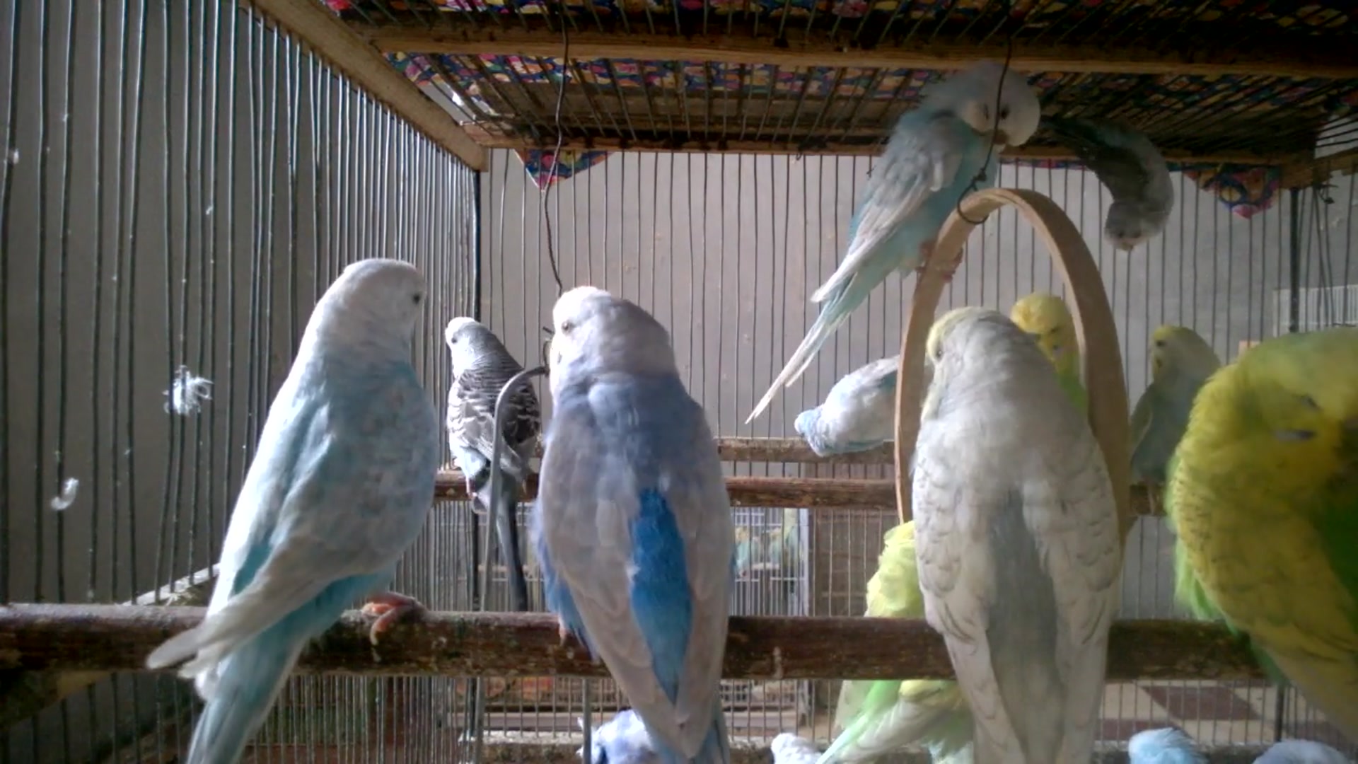 'Video thumbnail for 🥰 Adorable Budgie Behaviors That Bring Instant Joy! 💕🐦 #BirdLovers'