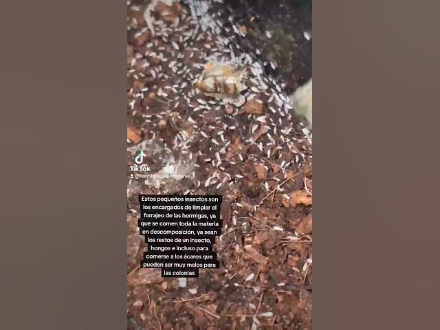 Video thumbnail for Que son los Colémbolos? #viral #shorts #ants #insects