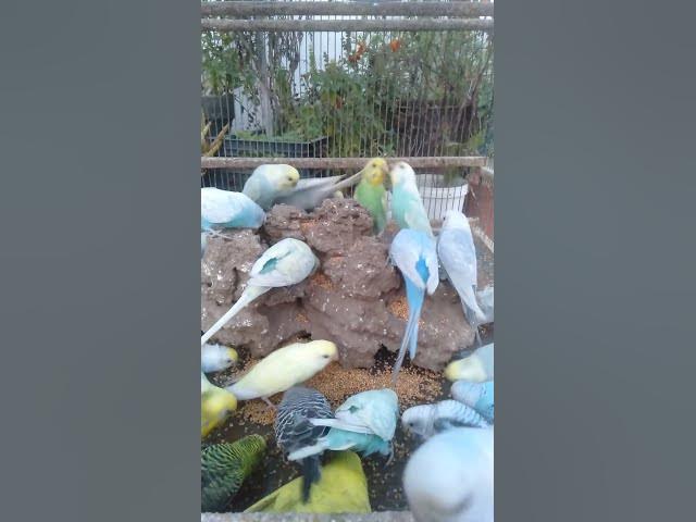 Video thumbnail for 🛍️買ってよかった！インコグッズ3選🐦✨ #おすすめ