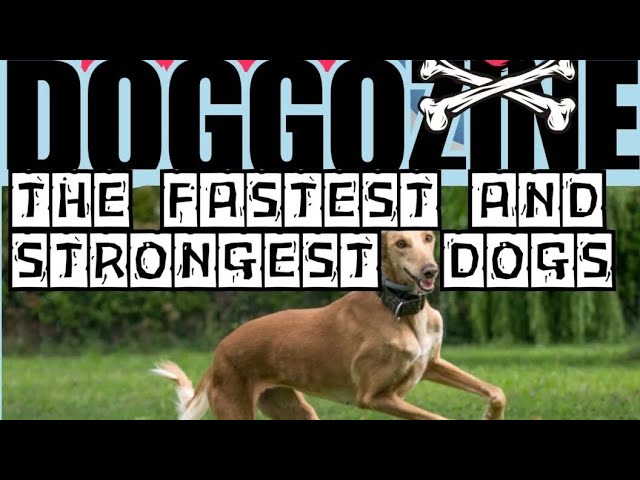 Video thumbnail for Fastest Dogs On The Planet & Most Powerful Dog Jaws