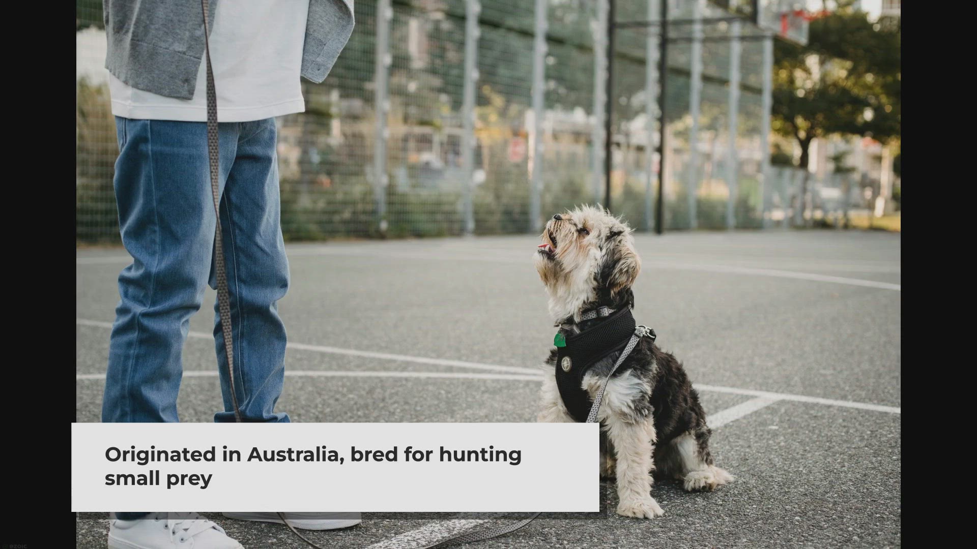 Video thumbnail for What is the level of intelligence of a silky terrier?