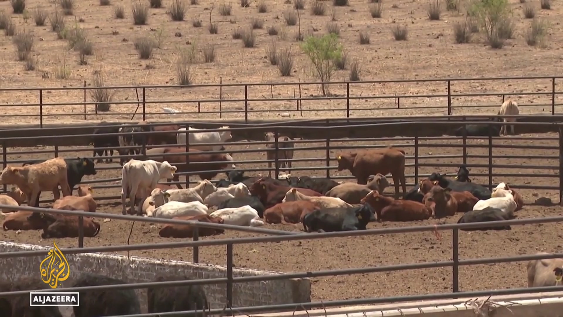 'Video thumbnail for US ban on Mexican livestock imports devastates cattle farmers'