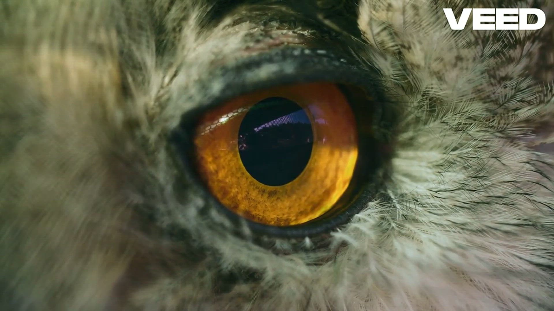 'Video thumbnail for Discover Australia’s Elusive Bush Stone-Curlew'