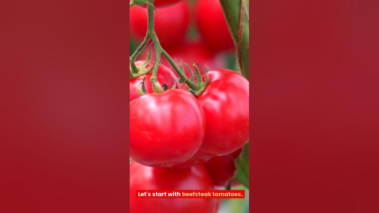Video thumbnail for Tomato 101: A Beginner's Guide to Choosing the Perfect Tomato Varieties #tomatoes