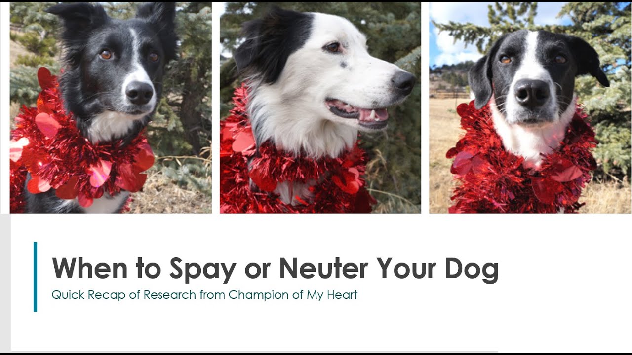 Activities to do After Spay or Neuter! — The Puppy Academy