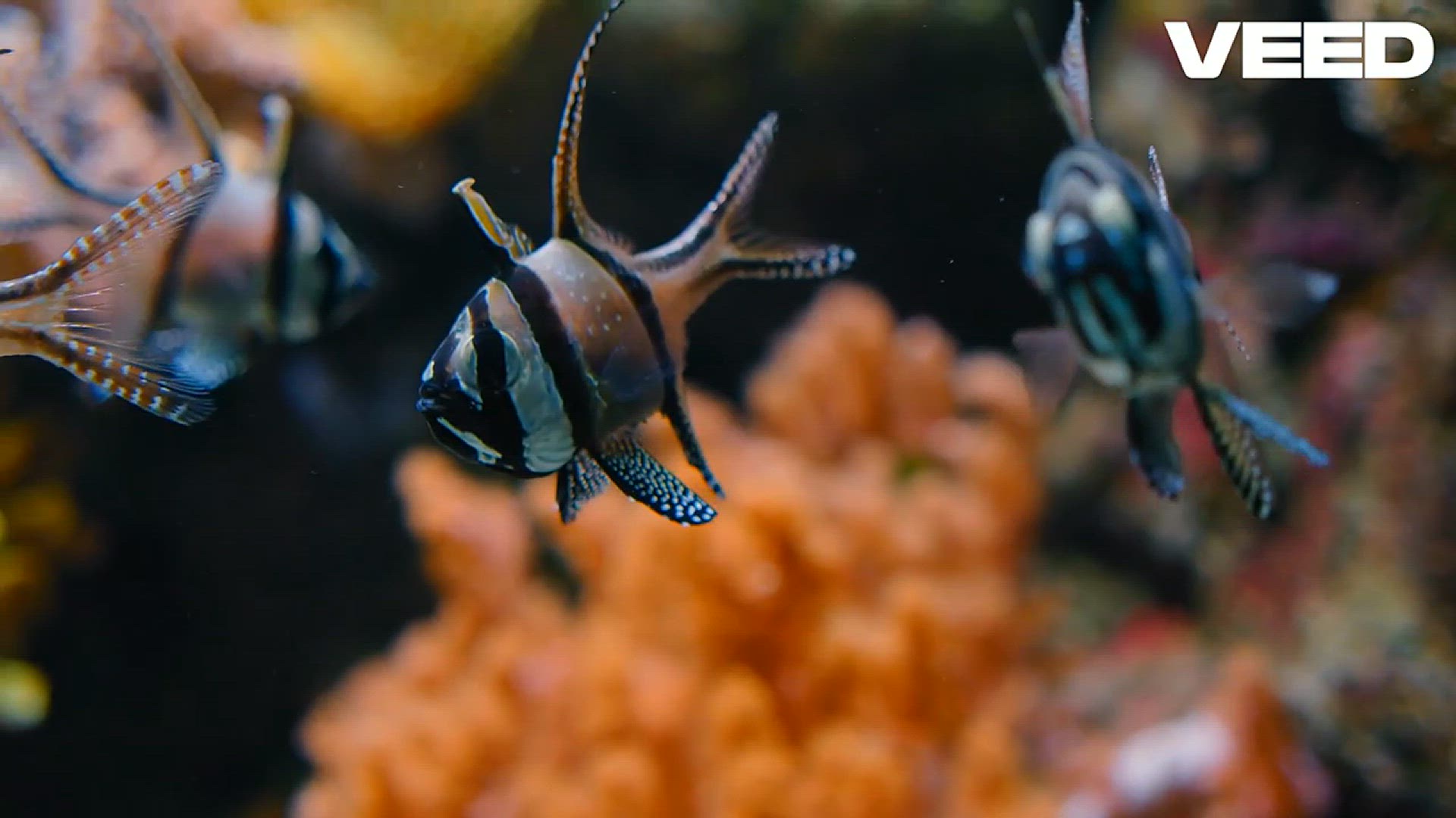 'Video thumbnail for Discover the Fascinating Life of Cardinalfish!'
