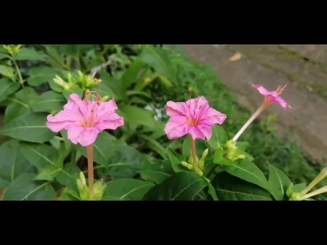 Video thumbnail for Mirabilis Jalapa Flower