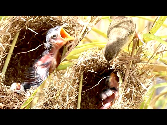 'Video thumbnail for Top Babes Bird Cry Feed in Nest After Mummy Come Back  [ @ViralBirdNest  ]'