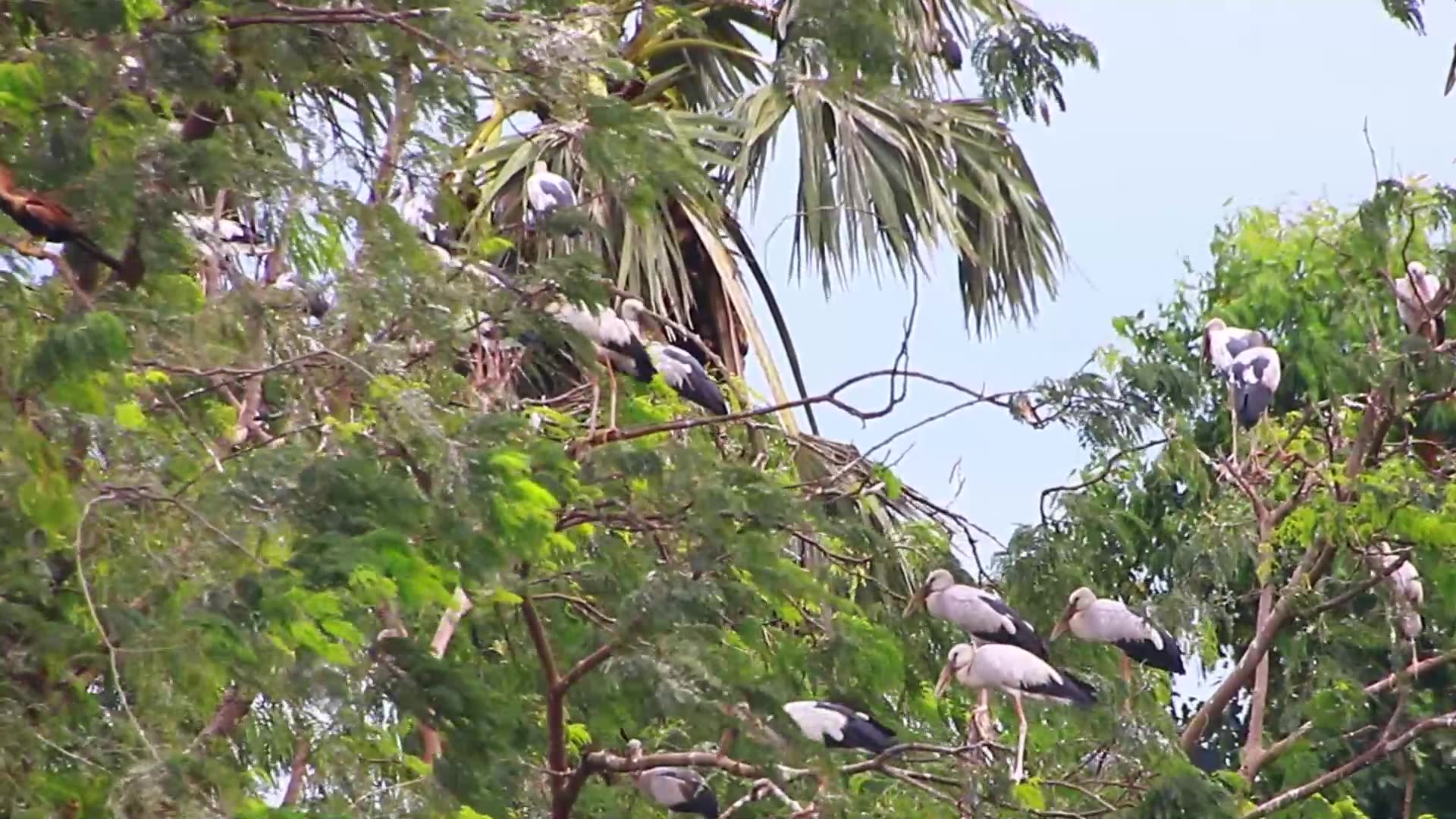 'Video thumbnail for All bird finding nest the everning'