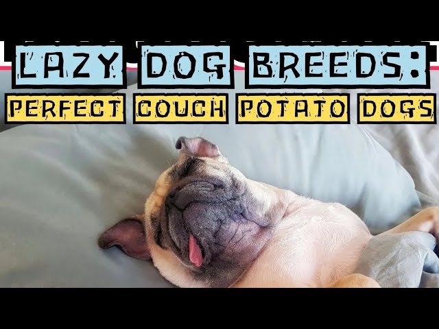 'Video thumbnail for Couch Potato Dogs: Lazy Dog Breeds by Doggozila Magazine'