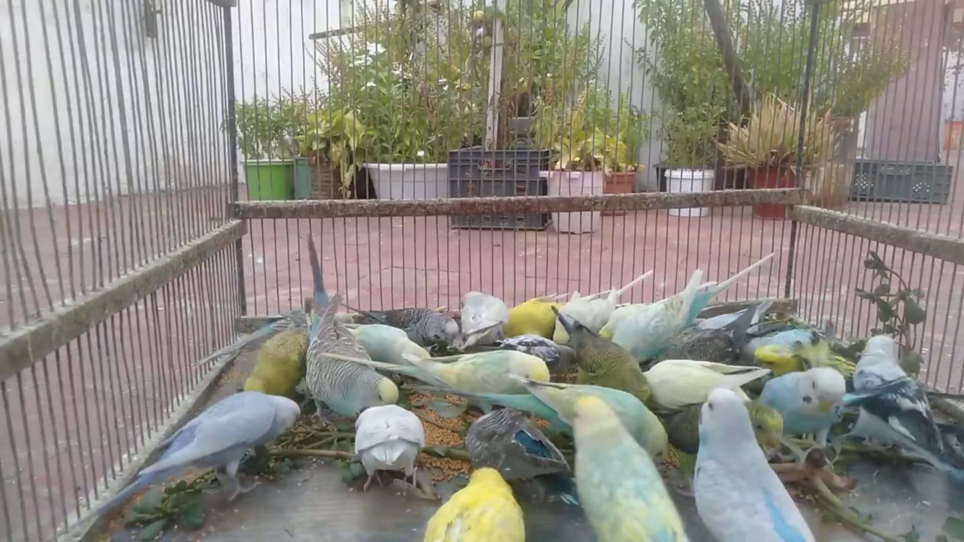 'Video thumbnail for Rare Mutation Parrots Singing Softly in the Wind 🌬️✨'