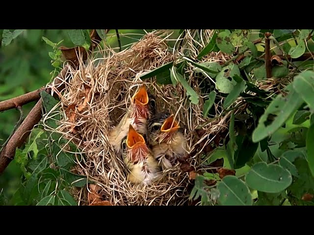 Video thumbnail for In nest wild bird | Babie crie to wait eat food