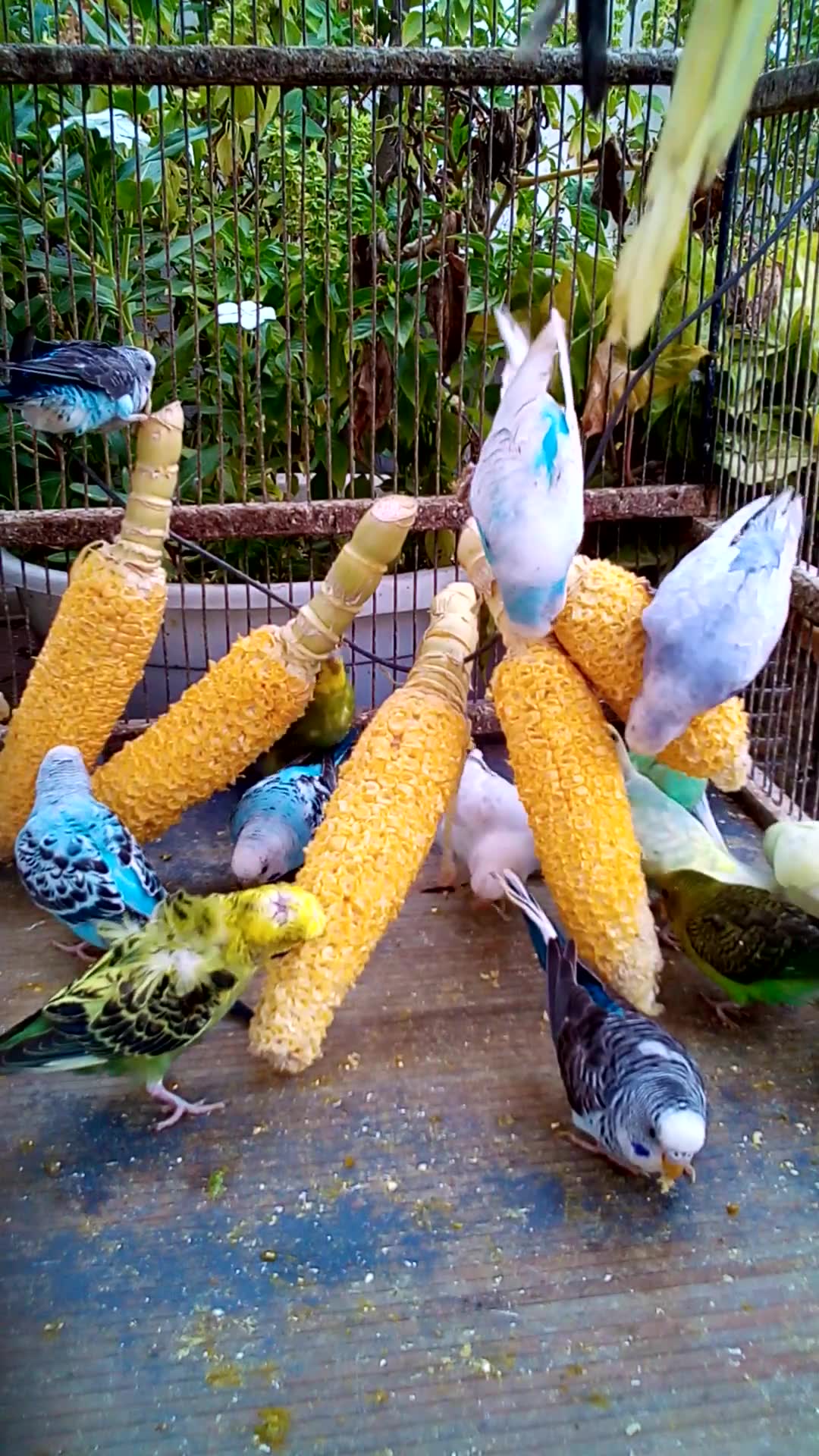 'Video thumbnail for Toller Rufton für Wellensittiche, der ihn glücklich macht!!! #Vögel #Liebe #Papagei #lustig  #vogel'