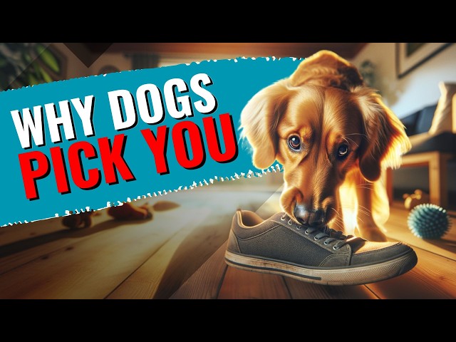 'Video thumbnail for Real Reason Your Dog Picks You Over Everyone Else'