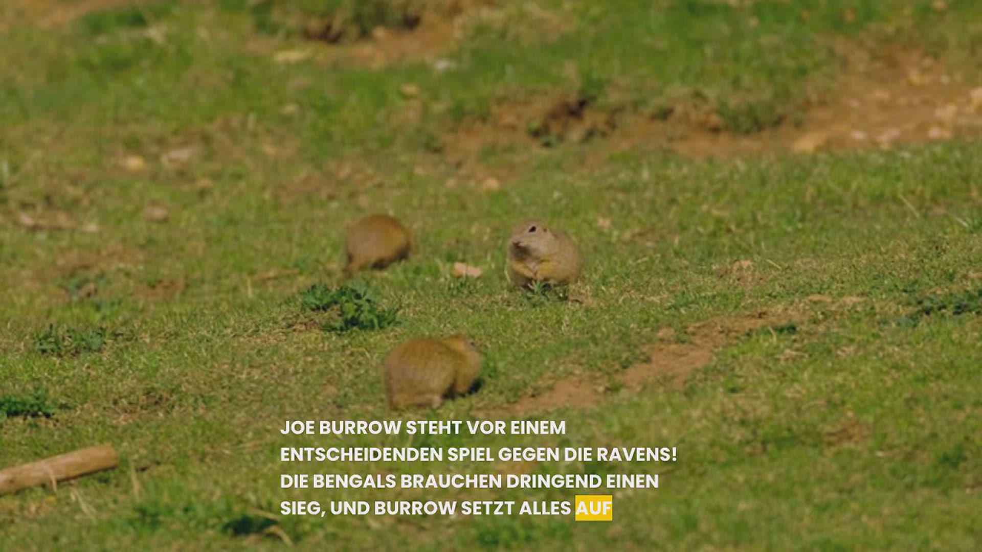 'Video thumbnail for Joe Burrow vor Schlüsselspiel gegen Ravens: Muss nahezu perfekt spielen!'