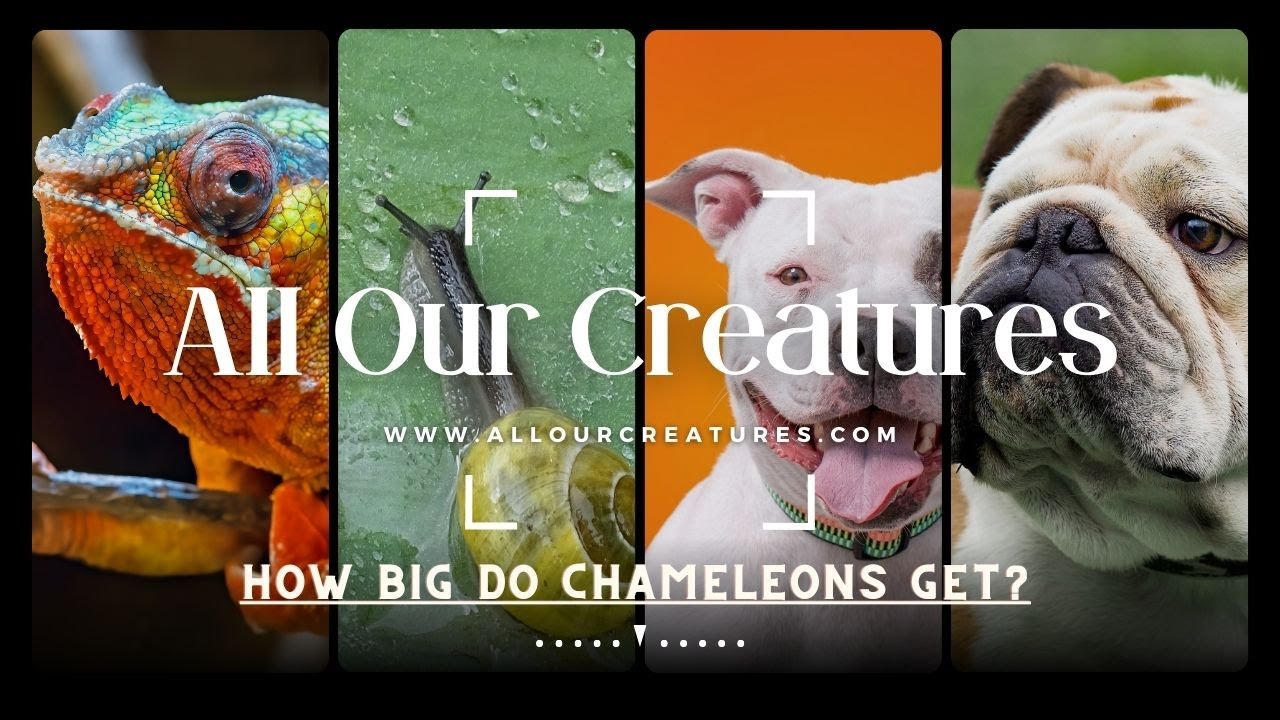 Video thumbnail for How Big Do Chameleons Get?