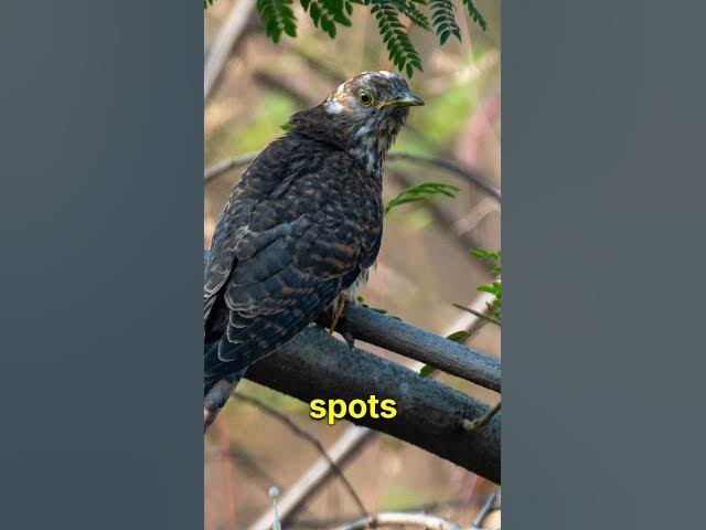 Video thumbnail for Cuckoo Bird Identification Made EASY