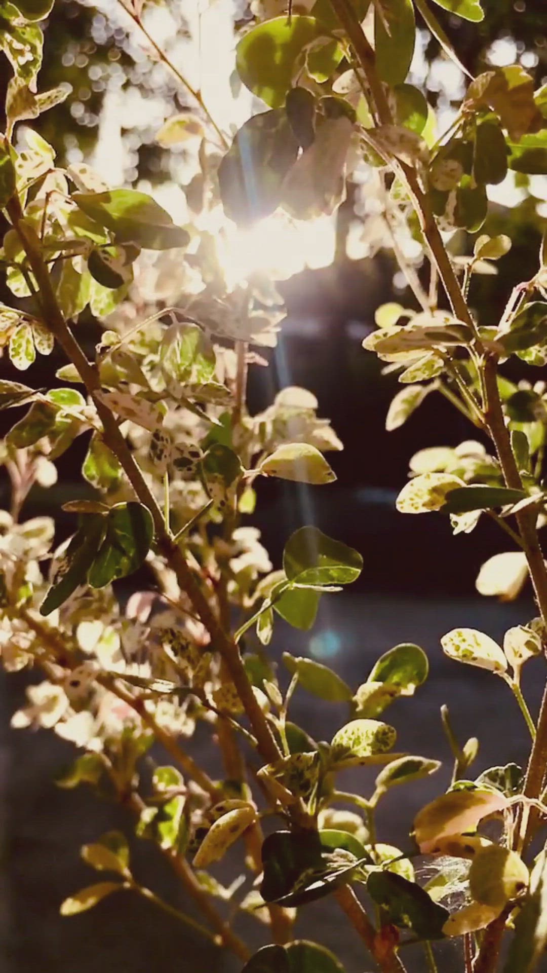 'Video thumbnail for Fortalécenos y renueva nuestra fe: Oraciones de la Mañana para Fe y Esperanza'