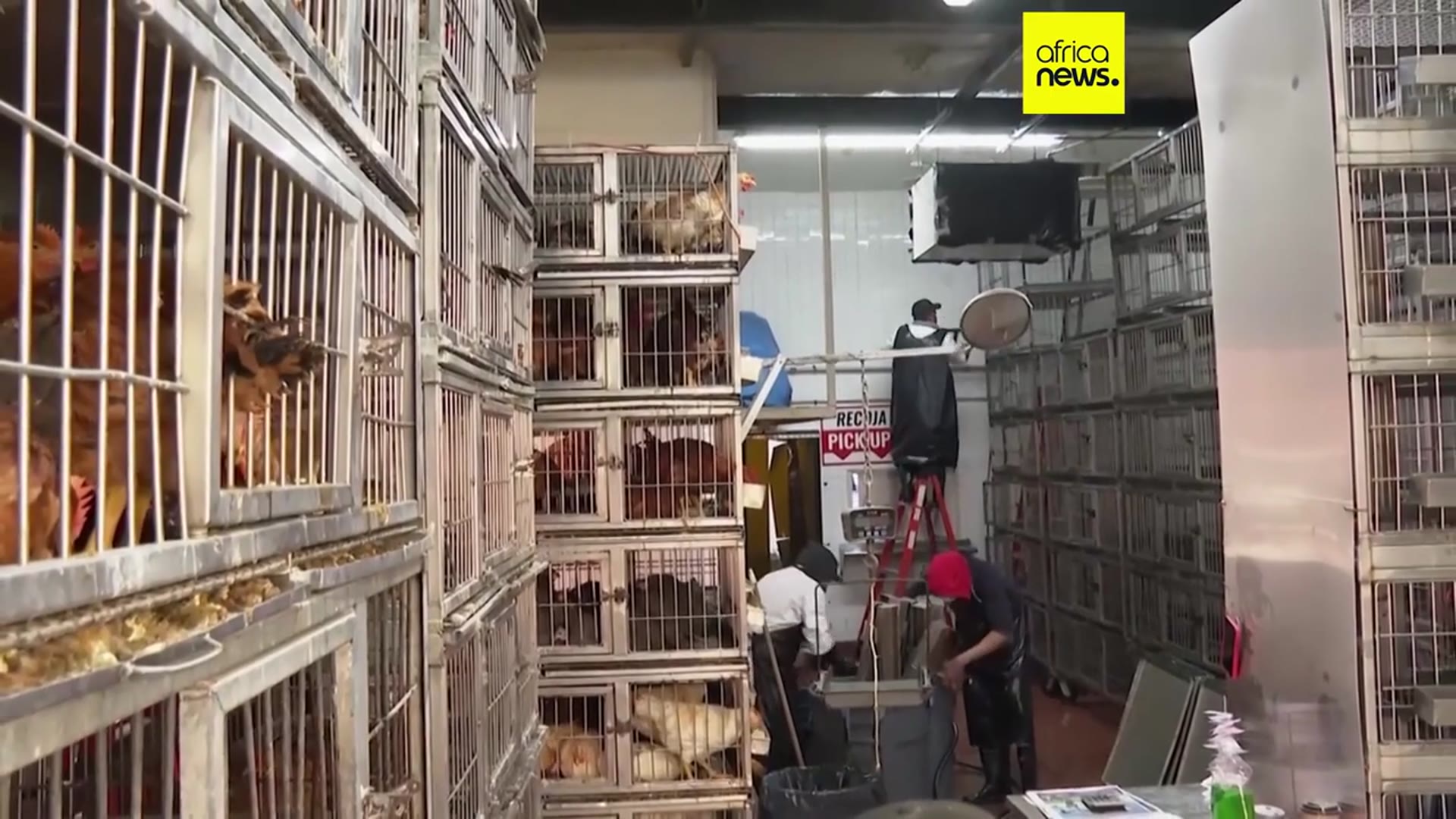 'Video thumbnail for South Africa reports new bird flu outbreak on poultry farms'