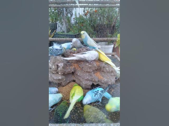 Video thumbnail for 📦100円で作るインコのおもちゃ🎉遊びながら健康維持🐦