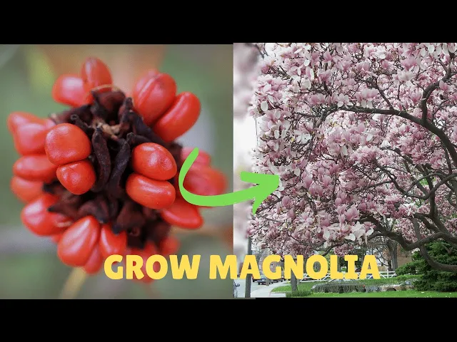 Video thumbnail for From Seed to MAGNIFICENT Magnolia Tree | Complete Growing Guide