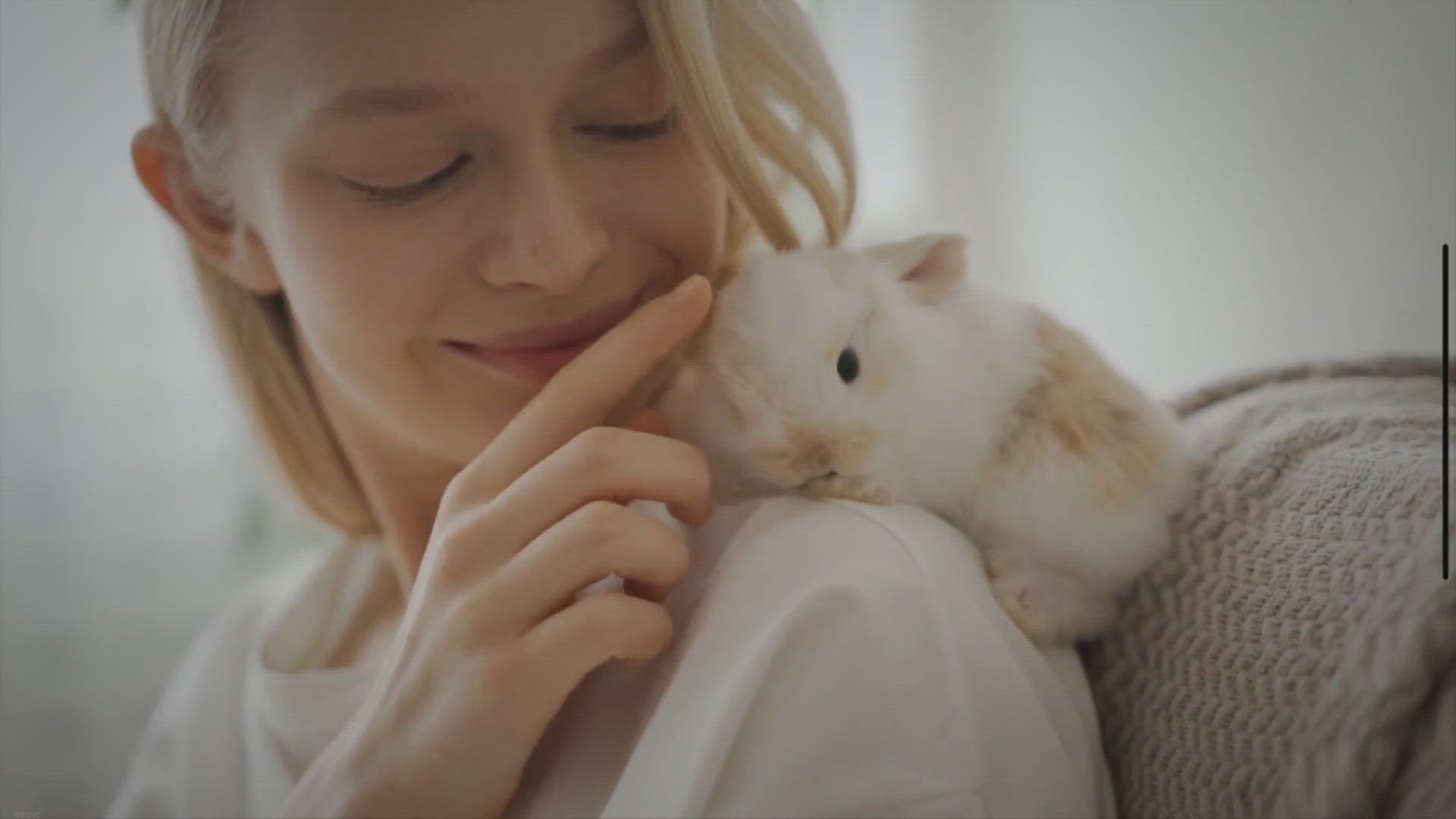 Video thumbnail for Understanding Rabbit Affection: A Guide to Their Expressions of Love