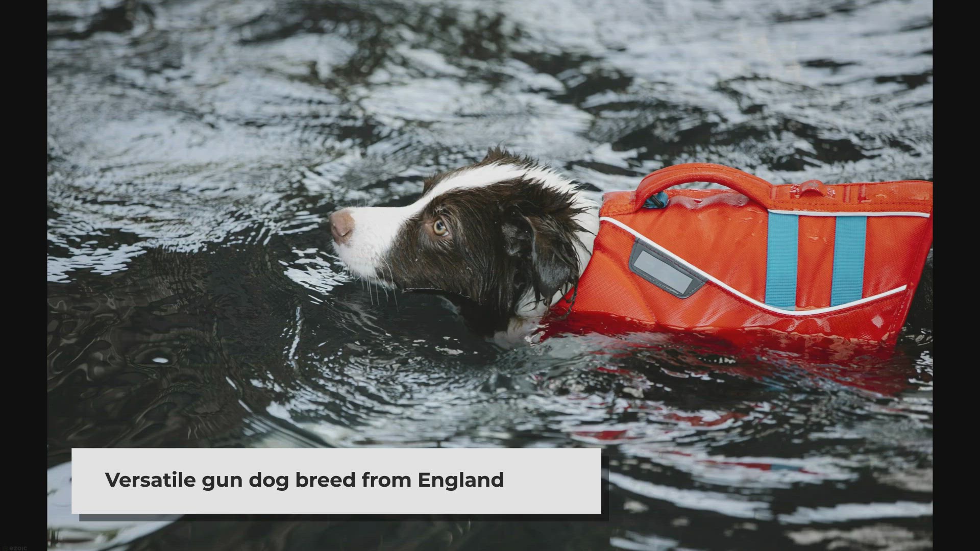 Video thumbnail for Can you describe the appearance of an English Springer Spaniel?