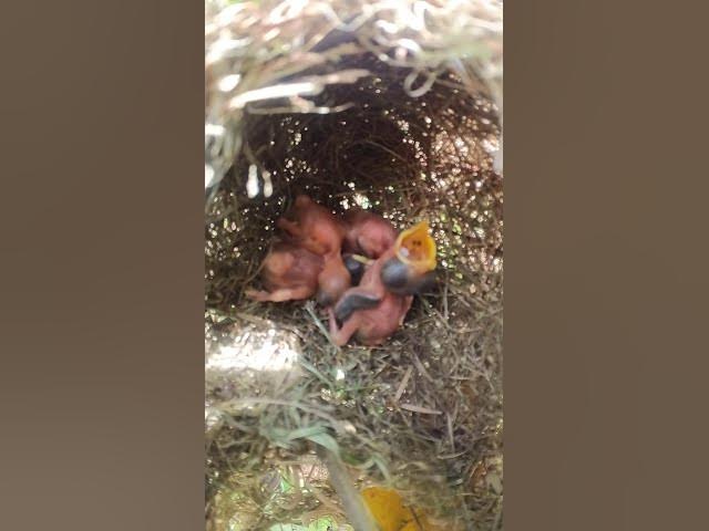 'Video thumbnail for #birds #beautifulbird #nature #birdspecies #shorts #trendingshorts #viralshort #shortvideo #birds'