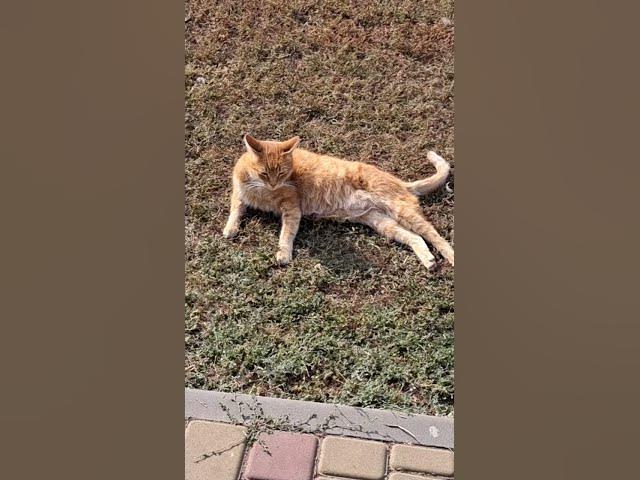 Video thumbnail for Happy catπππ₯°#shorts