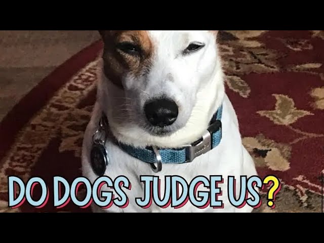 'Video thumbnail for Do Dogs Judge Us? By Doggozila Magazine'