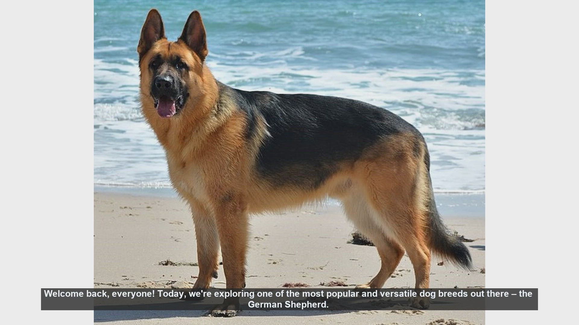 Video thumbnail for The Pros and Cons of Owning a German Shepherd