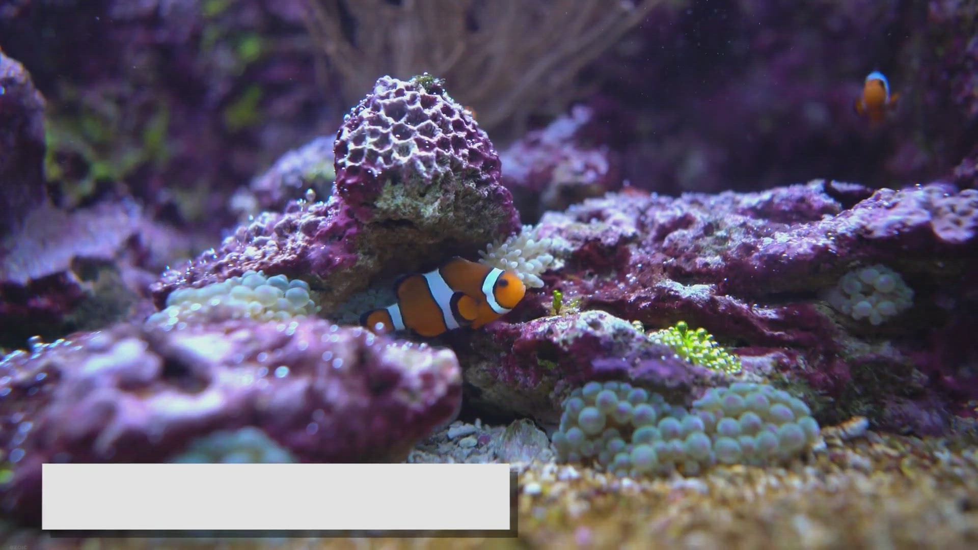 Video thumbnail for Clownfish Care Essentials: A Comprehensive Guide