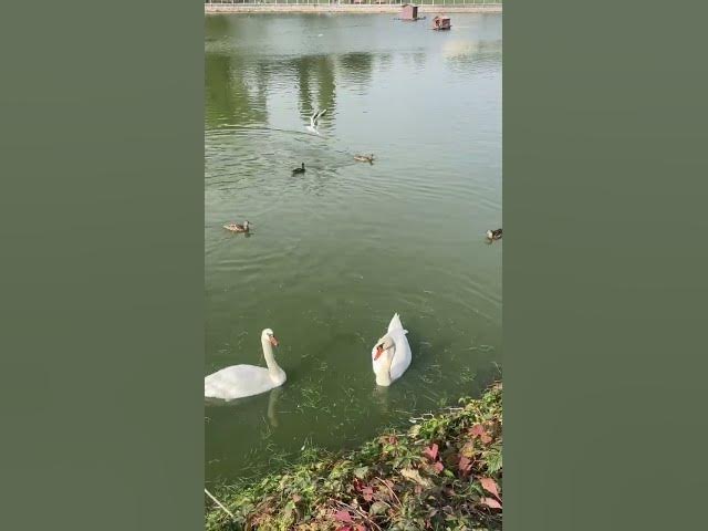 Video thumbnail for Adorable birdsπππ₯°#shorts