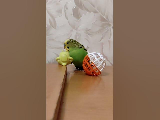 Video thumbnail for Playful budgieπππ€£#shorts