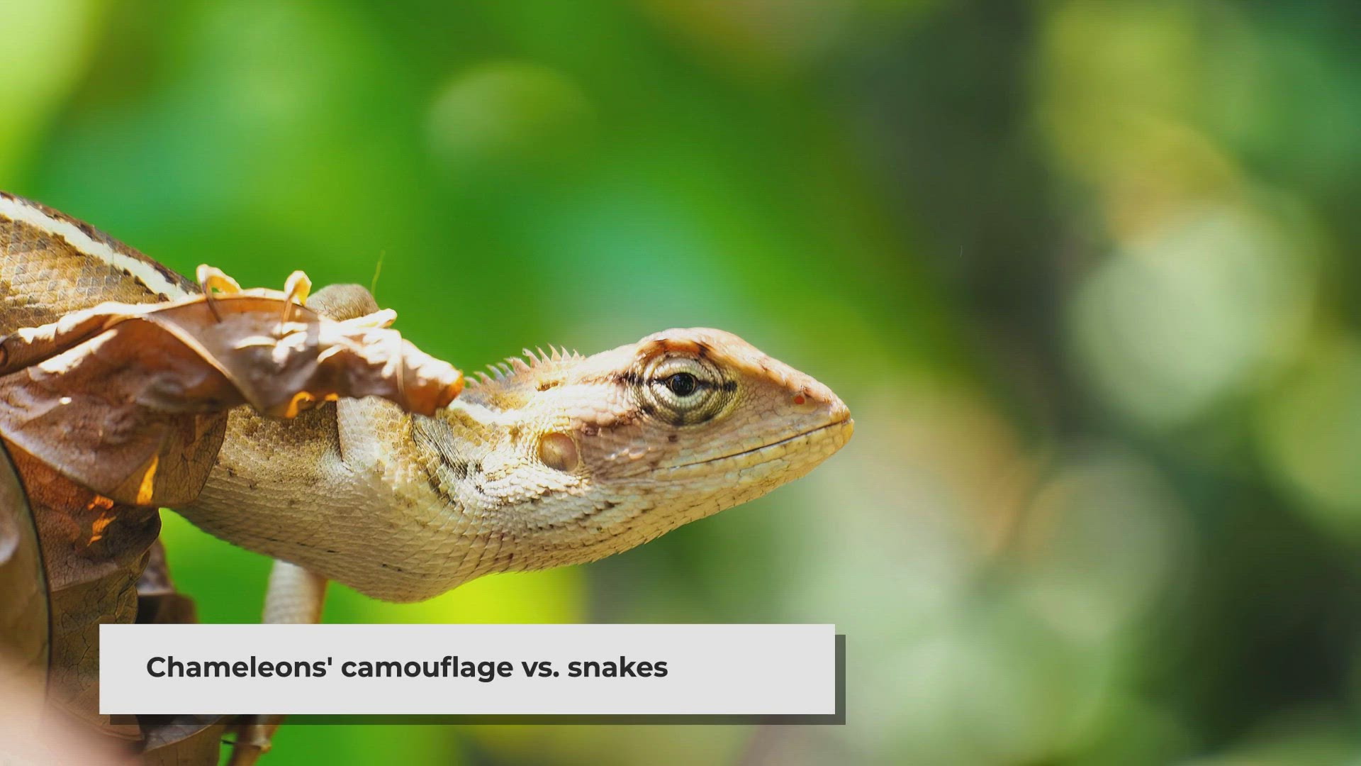 Video thumbnail for Can snakes prey on chameleons?