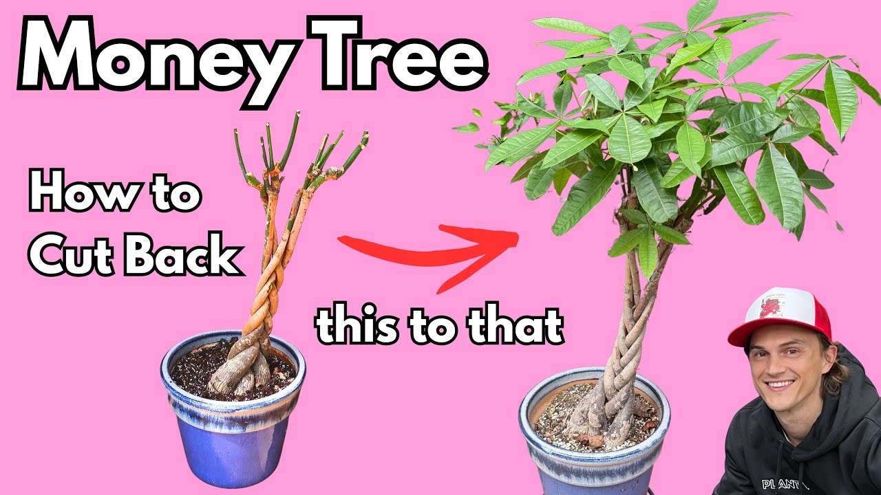 Video thumbnail for MONEY TREE - How to Grow Bushy Plants by Cutting them Back - Pachira