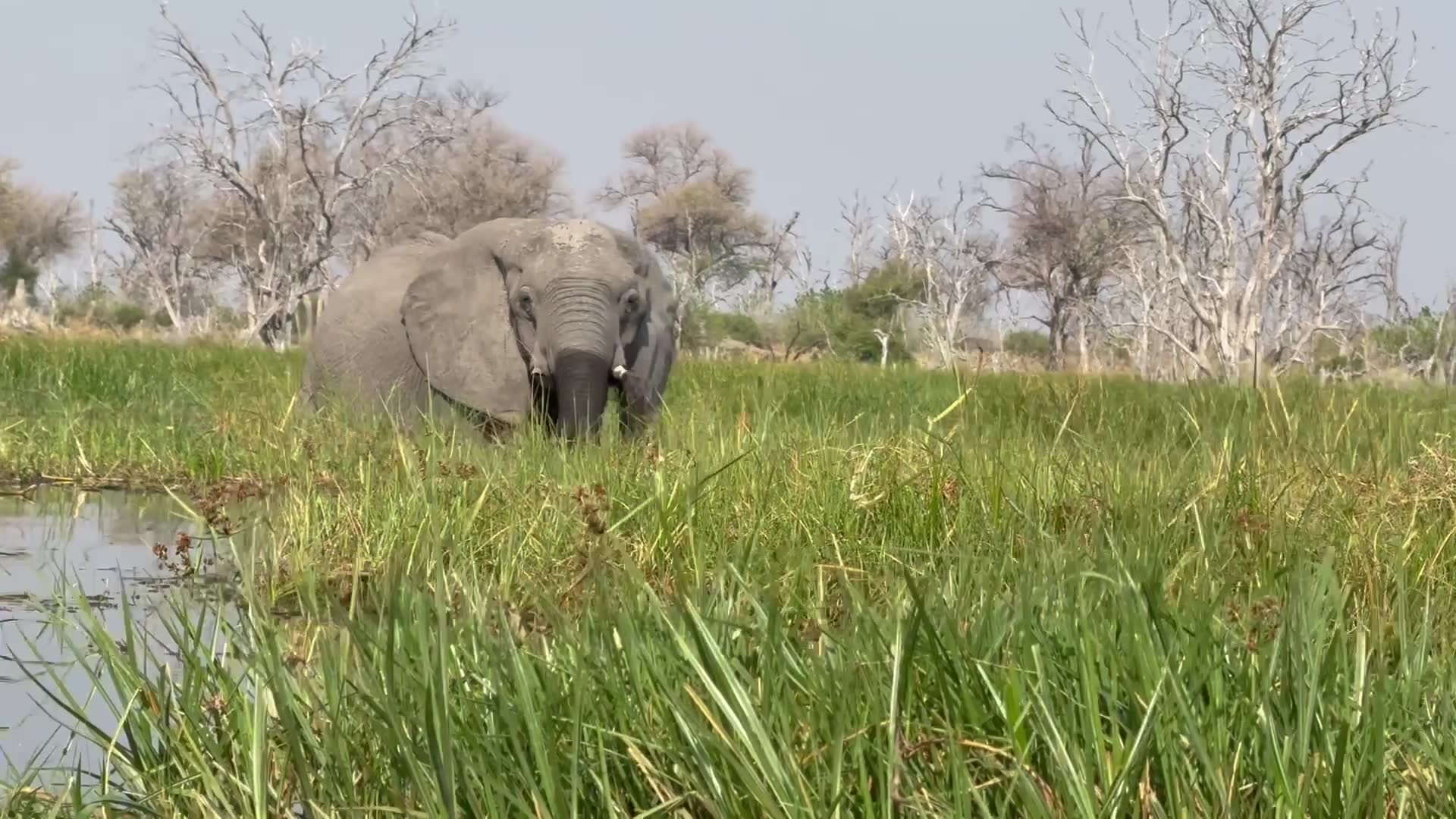 Video thumbnail for Heart-stopping Moments Tourists Cheat Death After Elephant Attacks Small Boat