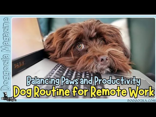 'Video thumbnail for Guide for Dog Parents When They Work from Home'