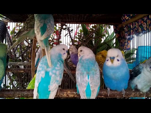 'Video thumbnail for Budgie Cage Peace  No Voice, No Noise 🌿 1'