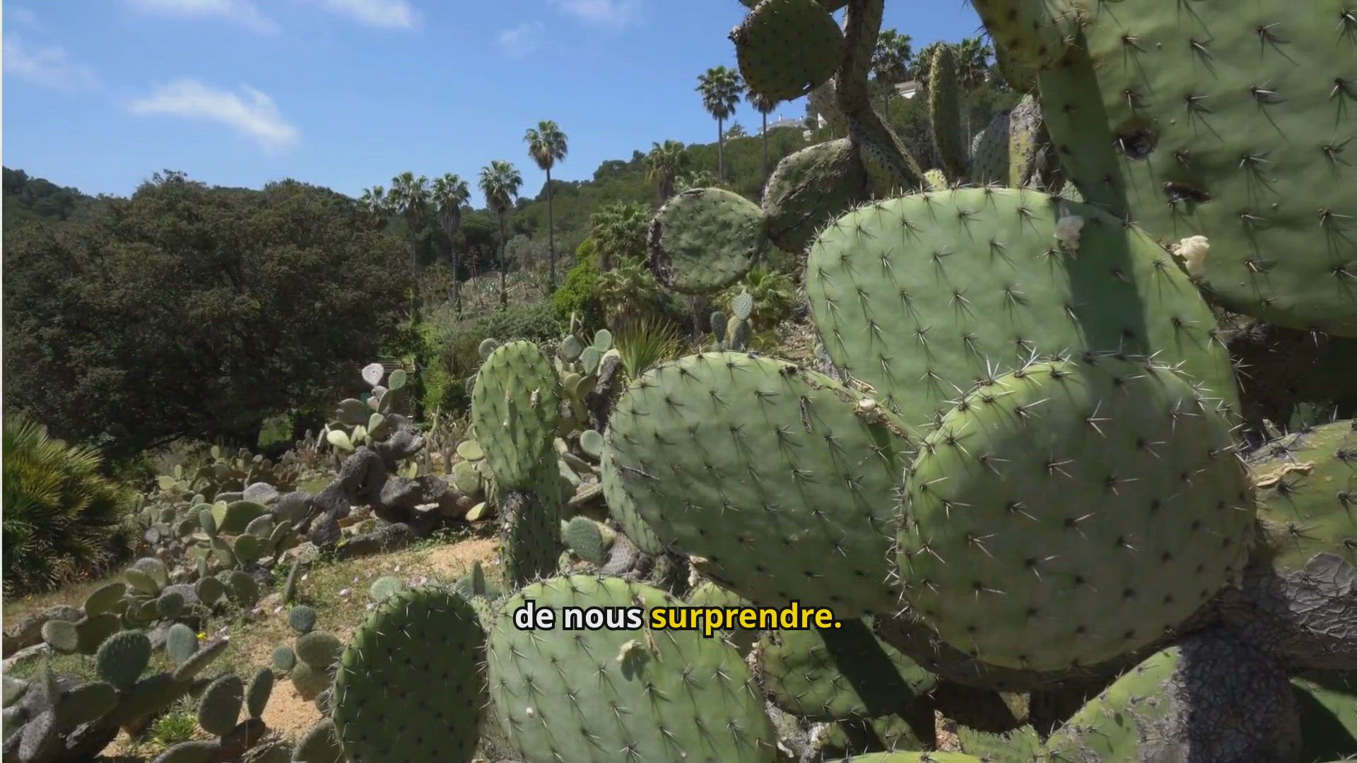 Video thumbnail for Figue de Barbarie : Le Super Fruit du Désert à Adopter