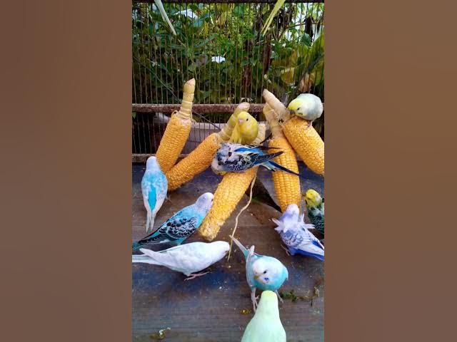 Video thumbnail for 우리 새를 위한 채소 준비하는 방법 간단한 레시피! #birds #parrot #budgies #birdsounds #animals #새의 세계안녕하세요, {Inco 건강 상태 표