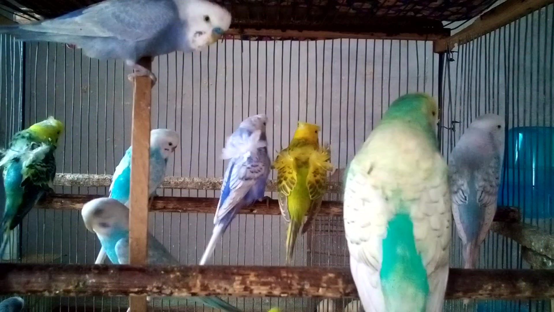 'Video thumbnail for Budgie Happy Dance Sounds   Playful Foot Taps 🎵💃 #DancingBirds #HappyFeet'