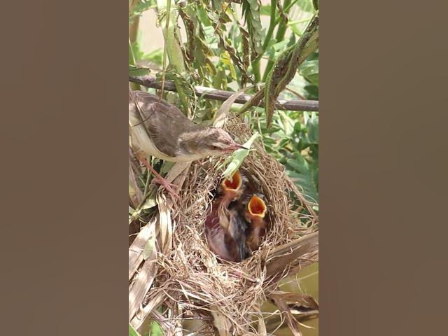 'Video thumbnail for Bird Babies  #birdspotting #bird #birds #catchbird #birdchirping #widlbird #viralbird #birdeat'