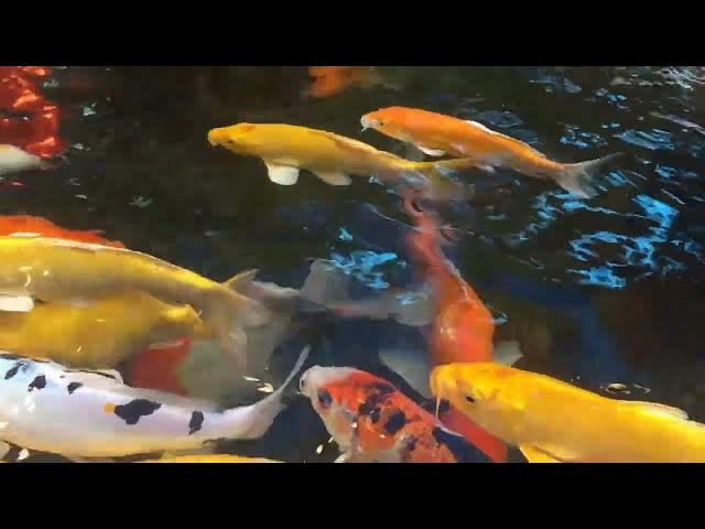 Video thumbnail for Koi Fish Feeding: Debunking the No-Food Myth