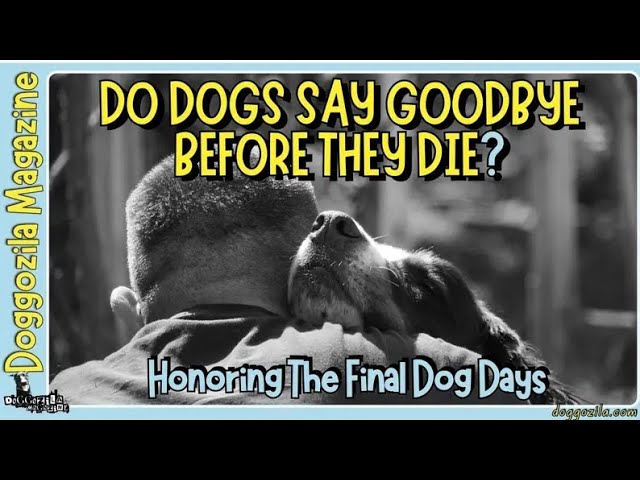 'Video thumbnail for Do Dogs Say Goodbye Before They Die?'
