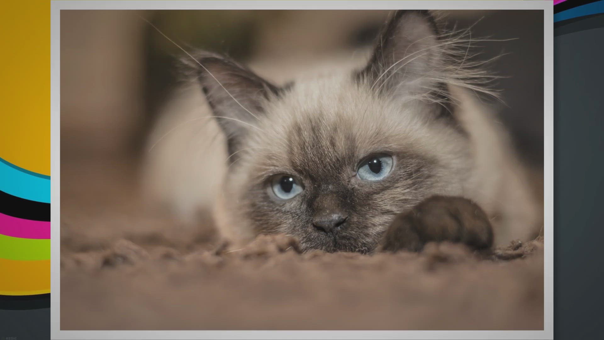 Video thumbnail for Exotic Beauty of Half Persian Half Siamese Cat