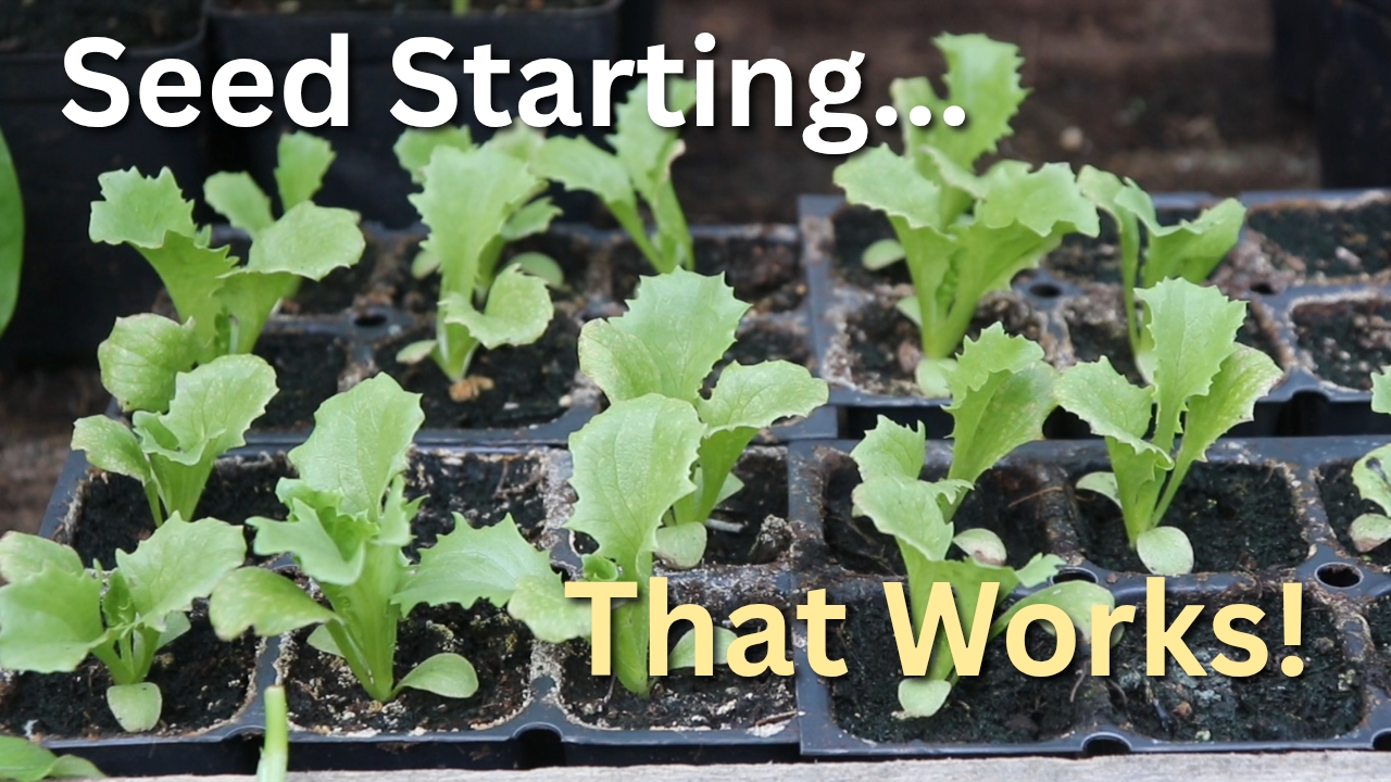 Video thumbnail for How I Start Lettuce in the Heat (Seed to Transplant)