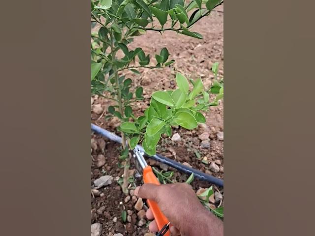 Video thumbnail for Pruning Lemon Tree | Pre Mansoon | 1 Year Old #tirthaagro #farming #lemon #pruning #farm
