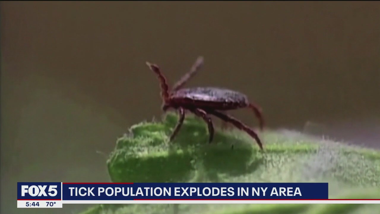 'Video thumbnail for NYC sees tick population surge in 2025'